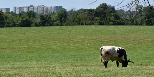 Montgomery County cow in field with tall buildings in background