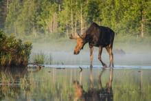 Maine Moose in water