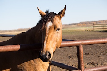 horse-pretty.jpg